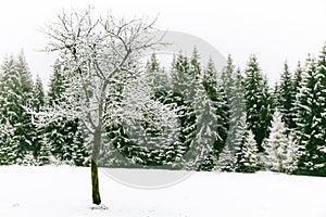 Tree without leaves on foreground and spruce tree forest covered by fresh snow during Winter Christmas time background.