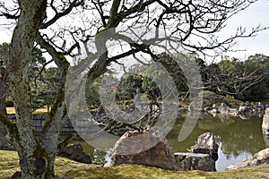 Tree without leaves in front of the lake