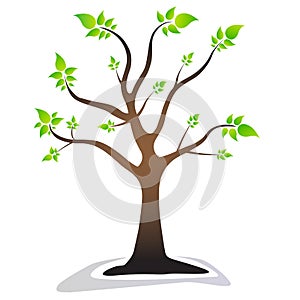 A tree with leaves green leaves. beautiful tree