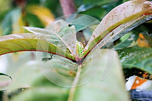 Tree leaves are growing in forest