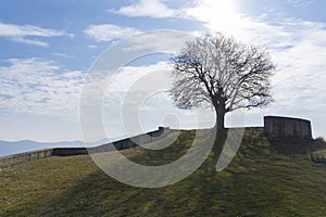 Tree without leaves on a hillock and blue sky. Green grass and clouds photo