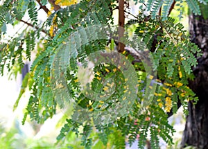 tree leaves igniting in the sunlight