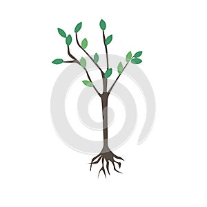 Tree with leaves isolated on a white background for design, flat  stock illustration as a gardening concept