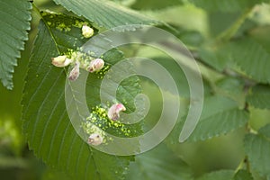 Tree leaves mite disease Gall caused by bladder-gall mite or Vasates quadripedes