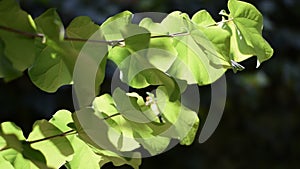 Tree leaves moved by the wind .Cercis siliquastrum in summer.