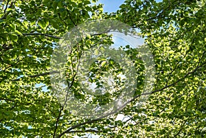 tree leaves photosynthesis under bright sunny day