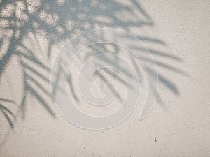 Tree leaves shadow on wall background, Abstract Background Cement Wall Shadow Light Concept
