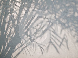 Tree leaves shadow on wall background, Abstract Background Cement Wall Shadow Light Concept