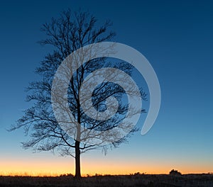 Lonely trea agains a blue sky. photo