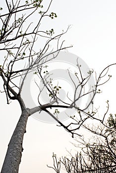 Tree with leaves silhouette on bright sky background