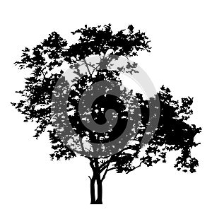 Tree with leaves silhouette isolate on white background vector