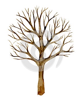 Tree without leaves, silhouette, winter tree  isolated on white background, watercolor