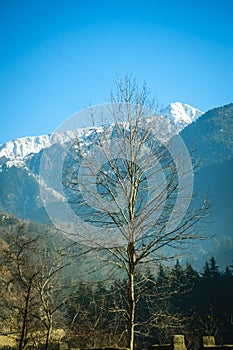 A tree without leaves with snow capped mountain in the background