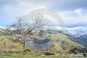 Tree without leaves and snowy mountain of Hervas in autumn, Extremadura