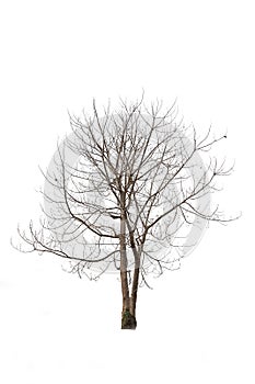 Tree without leaves Sprawling dicut at isolated