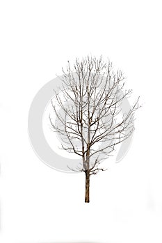 Tree without leaves Sprawling dicut at isolated