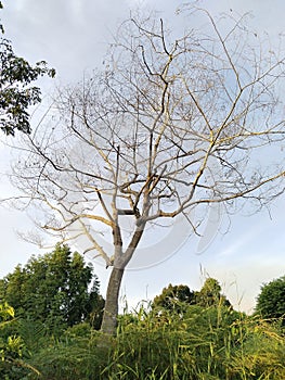 Tree without leaves that still stands firmly in the area around the mine