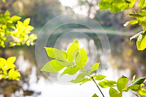 Tree leaves, summer morning