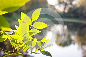 Tree leaves, summer morning