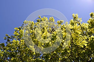 Tree leaves in sunlight