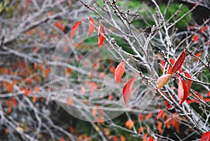 Tree leaves turn to red in autumn.