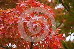 Tree leaves turn to red in autumn.