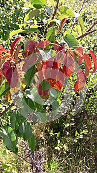 Tree with leaves turning