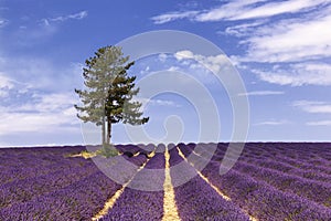 A tree left in a lavender field