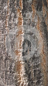 Tree and lichen