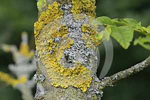 Tree with lichen