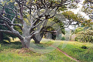 Tree with lichen and moss in park - Beautiful mystery tree background with grassy path in autumn