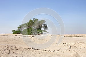 Tree of life a 400 year-old mesquite tree Bahrain