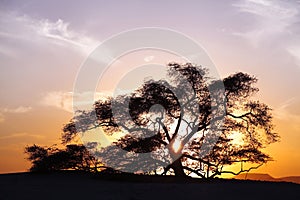 Tree of life, a 400 year-old mesquite tree on sunset in Bahrain