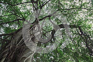 Tree of Life, Amazing Banyan Tree