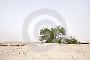 Tree of life in Bahrain desert
