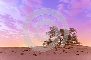 Tree of Life in Bahrain in Landscape Format