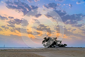 Tree of Life in Bahrain in Landscape Format