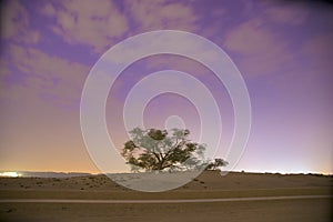 Tree of Life in Bahrain Sunrise