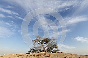 Tree of life, bahrain