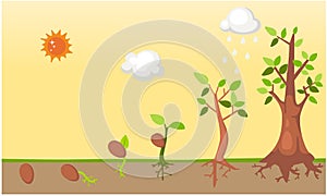 Tree life cycle vector