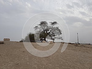 Tree of life in desert