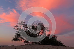 Tree of life in dramatic cloud