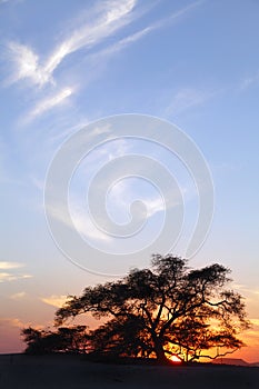 Tree of life on dramatic clouds during sunset, Bahrain