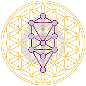 Tree Of Life Fits Perfect In The Flower Of Life