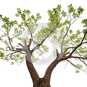 Tree life hands isolated on white background