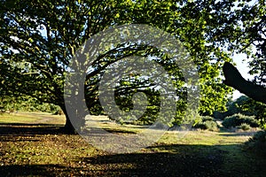 Tree of Life & Landscape in Mitcham