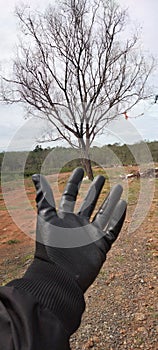 tree of Lifethe tree of life that always lives in my hands