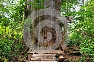 Tree of Life, Meares Island, Tofino, Canada