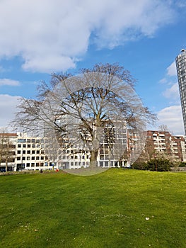 Tree of life in the midth of the city