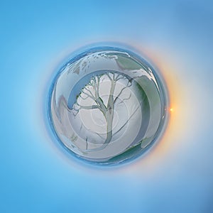 Tree of life in Poyang lake, spherical panorama